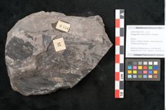 Foto (Objekt + Etikett) von Noeggerathia palmaeformis Goeppert (NHMW-GEO-2024-0188-10754)